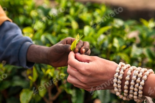 Preview: Exploring the Art of Tea Picking in Lush Sri Lankan Plantations With Skilled Hands