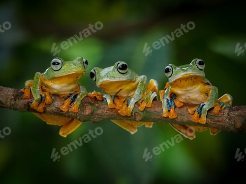 Preview: flying frog on tree