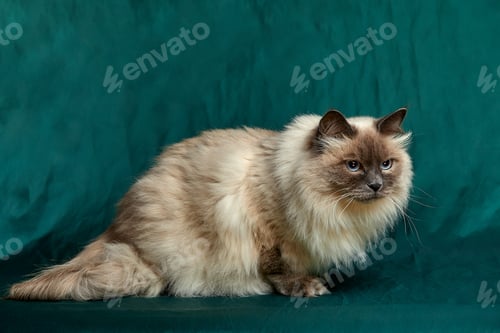 Preview: Siamese Longhair cat sitsagainst a green background