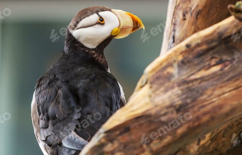 Preview: Puffin