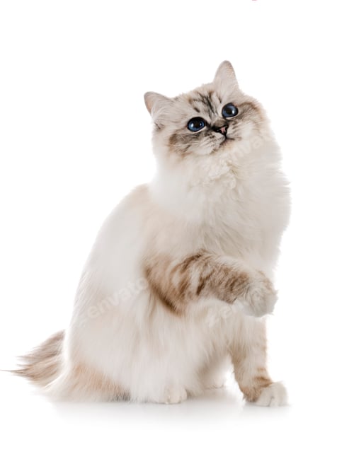 Preview: birman kitten in studio