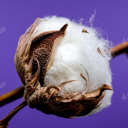 Preview: Cotton Bolls on Branch on purple background