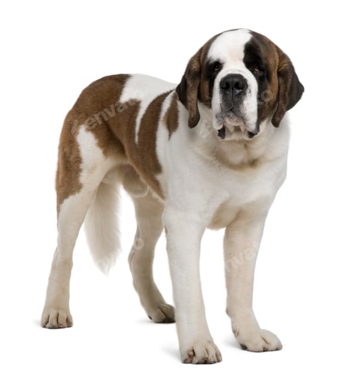 Preview: Saint Bernard, 4 years old, standing in front of white background