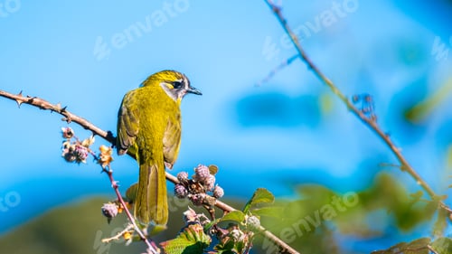 Preview: Yellow-eared bulbul bird perch on tree branch with wild berries at Horton Plains National Park