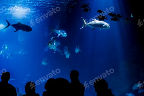 Preview: Visitors to a maritime museum with live fish in captivity