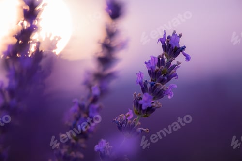 Preview: closeup purple lavender field