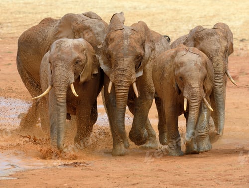 Preview: Elephant