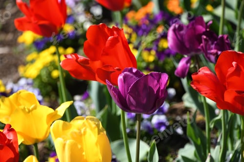 Preview: Colorful flower bed garden of tulips in red, purple and yellow