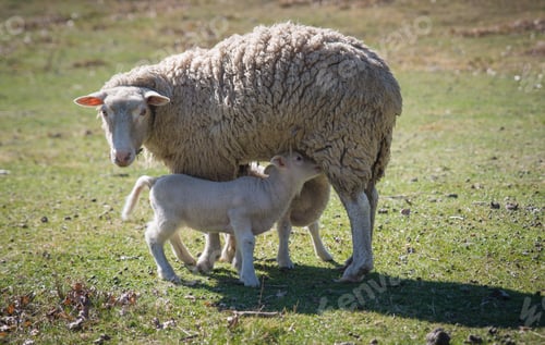 Preview: Merino sheep feeding lambs in a grassy field in New Zeland