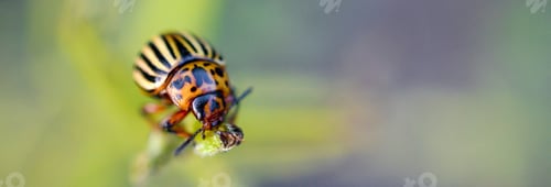 Preview: Colorado potato beetle Leptinotarsa decemlineata crawling on potato leaves