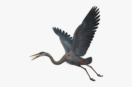 Preview: Soaring Great Blue Heron - Ardea Herodias