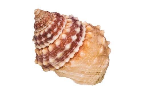 Preview: Sea shell on a white background