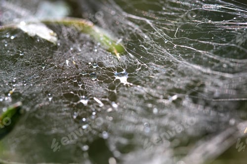 Preview: Water drops on a spiderweb.