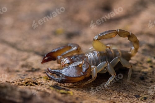 Preview: The Maltese scorpion, Euscorpius sicanus , hunting for prey on a tree bark. Only scorpion in Malta.