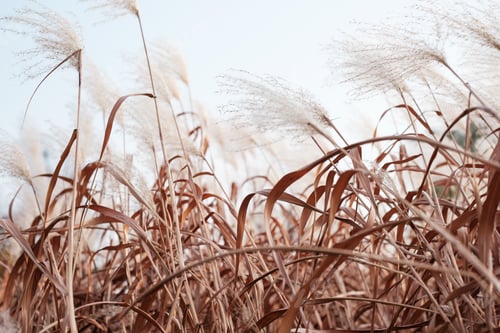 Preview: Pink pampas grass close-up, a natural texture and background.