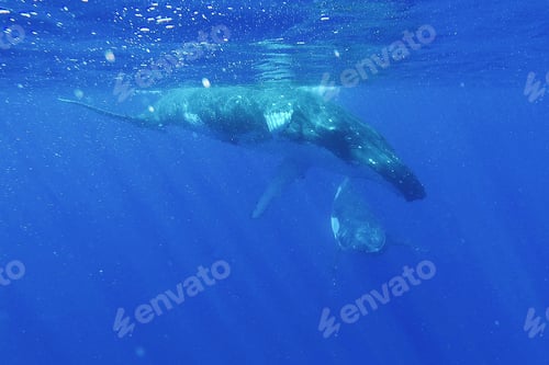 Preview: Humpback whales swim in deep blue ocean water