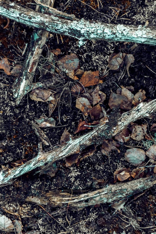 Preview: Closeup shot of ground of the forest with dry branches and leaves, a beautiful fall background