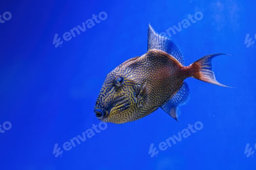 Preview: Underwater shot of Pseudobalistes fuscus fish
