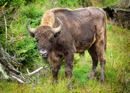 Preview: European Bison in the forest. Wisent. Bison bonasus