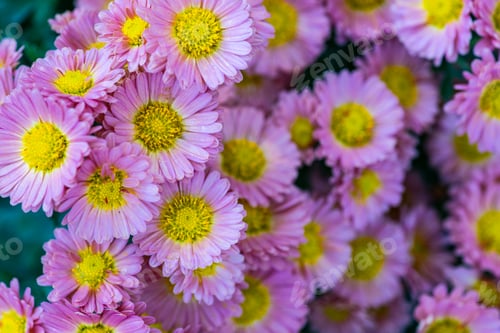 Preview: Autumnal chrysanthemum flower in the garden
