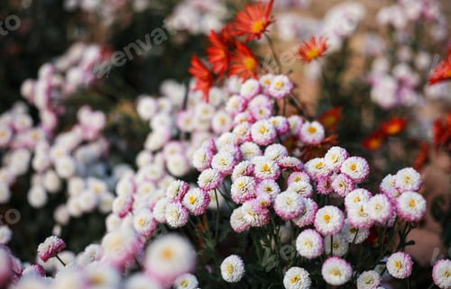 Preview: Chrysanthemums flowers