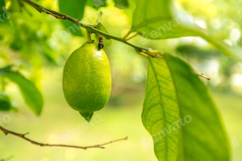 Preview: closeup of lemon on a tree