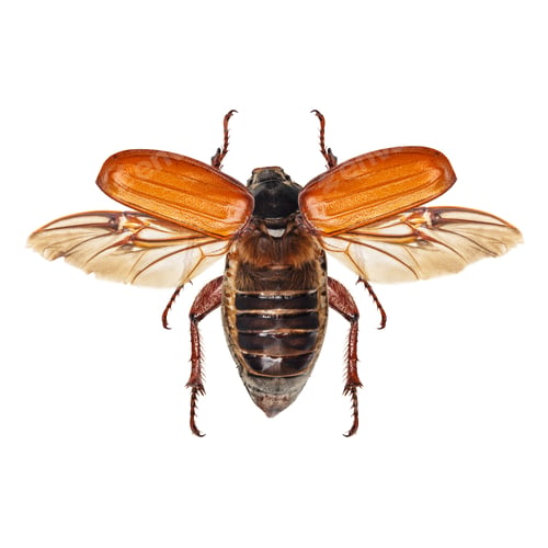 Preview: Cockchafer