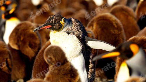 Preview: Group of fluffy brown and adult penguins in South Georgia