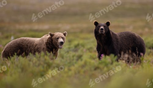 Preview: Grizzly Bears Fighting in Katmai, Alaksa