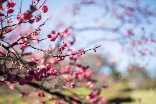 Preview: Cherry blossoms