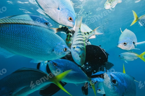 Preview: many fish close to a scuba diver
