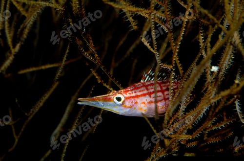 Preview: Hidden hawkfish.