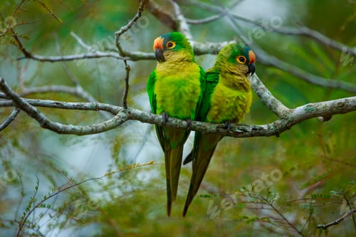 Preview: Peach-fronted parakeets, Aratinga aurea, Brazil