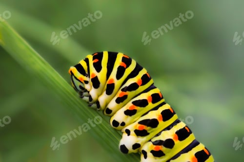 Preview: A macro shot of a Black Swallowtail Butterfly Caterpillar (Papilio polyxenes).