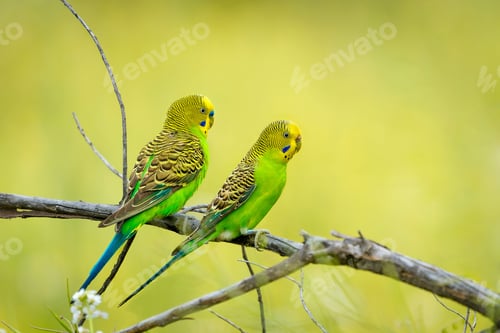 Preview: High-resolution closeup photograph of two Budgerigars perched side by side on a branch