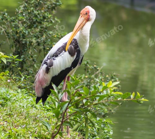 Preview: marabou at the zoo