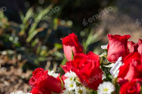 Preview: Close-up photo of blossom red roses