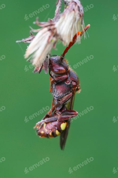 Preview: Closeup on a dormant female Nomada bee, hanging from the vegetation