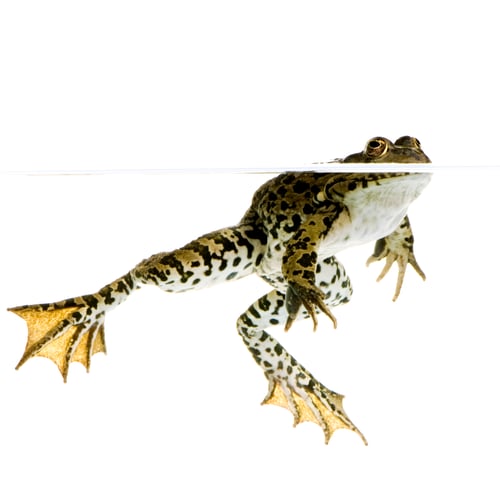 Preview: surfacing Frog
