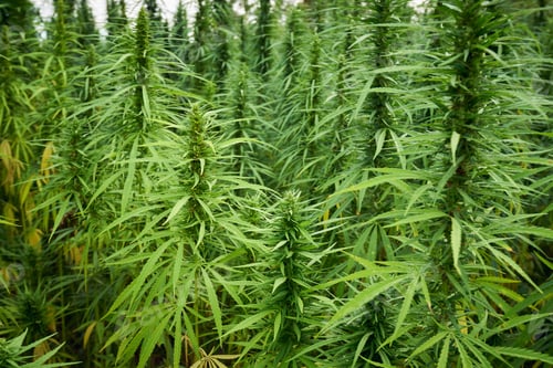 Preview: marijuana leaves cannabis plants in the farm background