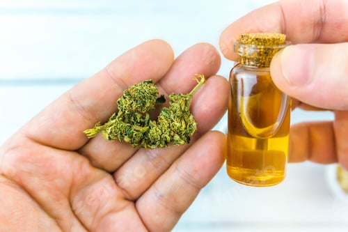 Preview: Holding cbd oil and weed buds in hand