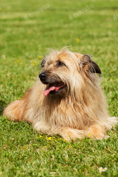 Preview: Lhasa Apso dog