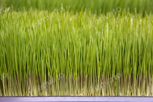 Preview: young wheat germ for health food