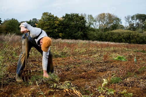 Preview: Farmer standing in a field, harvesting parsnips.