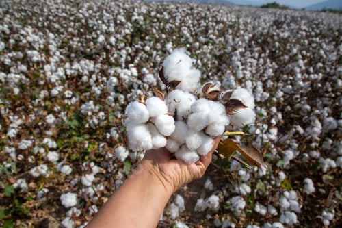 Preview: Cotton fields ready for harvesting, agriculture