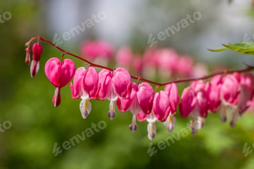 Preview: Close-up flowers of a bleeding heart Dicentra Spectabils