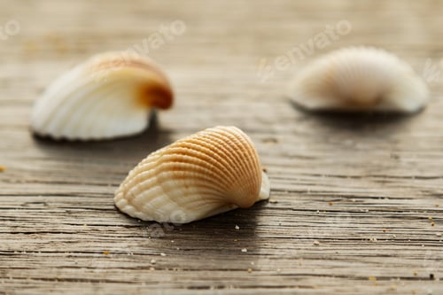 Preview: Seashells on wooden surface