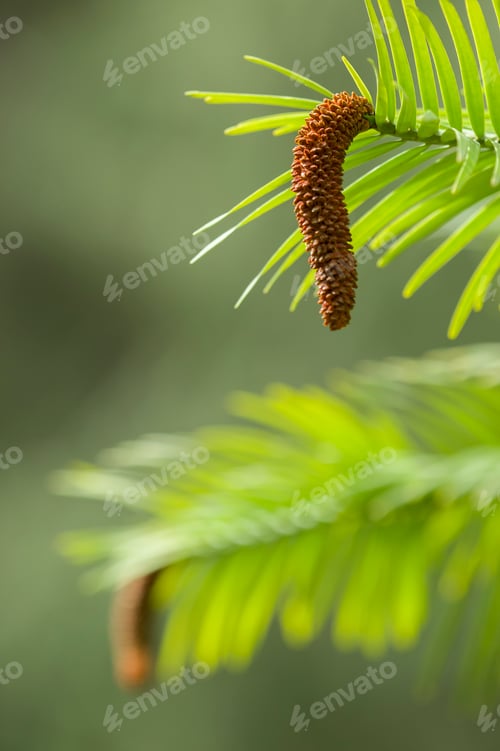 Preview: Wollemi pine tree