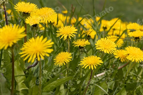 Preview: dandelion flowers