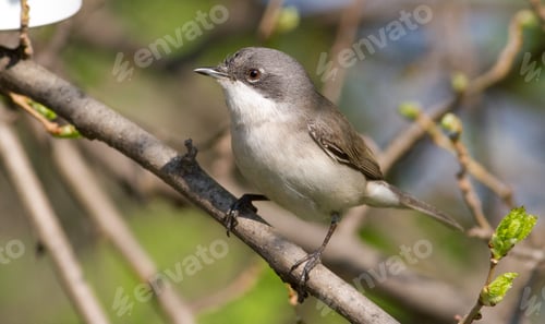 Preview: Lesser whitethroat, Sylvia curruca. Little songbird. Close-up, bird sits on a branch